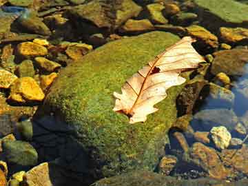 2004新澳门天天开好彩大全一,关于澳门彩票业的发展与2004新澳门天天开好彩大全一的研究